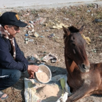 वरिष्ठ पत्रकार हरीश कोठारी: पशु सेवा में समर्पित जीवन